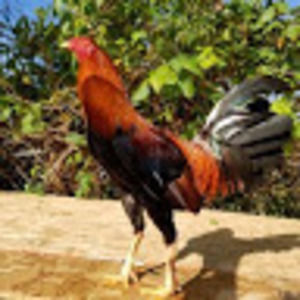 Meet your Posher, Gerardo